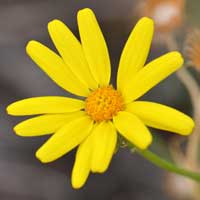 Smooth Threadleaf Ragwort, Senecio flaccidus var. monoensis